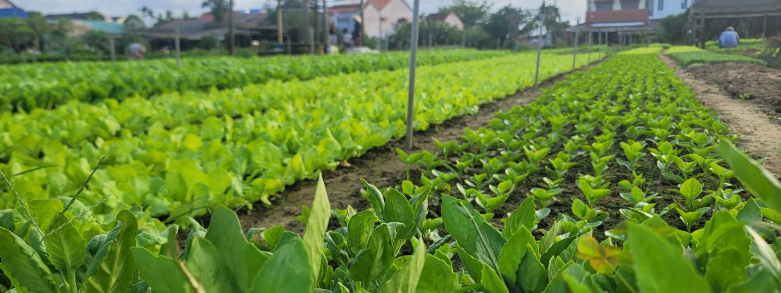 Tra Que vegetable village