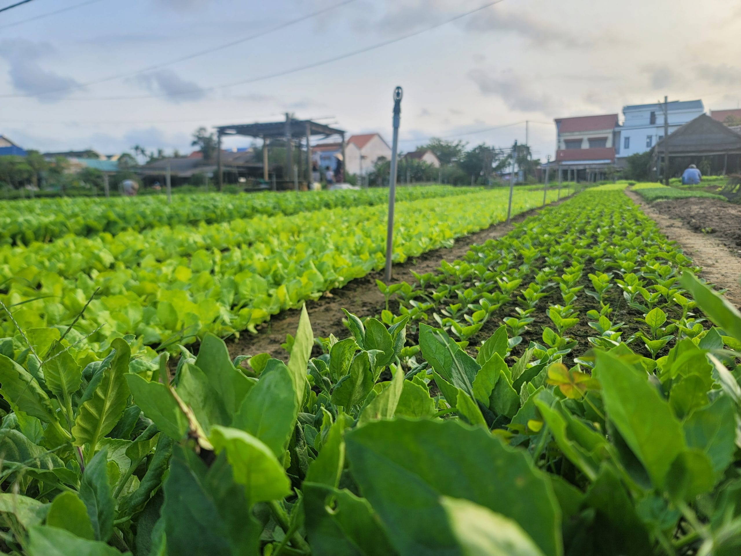 Tra Que vegetable village